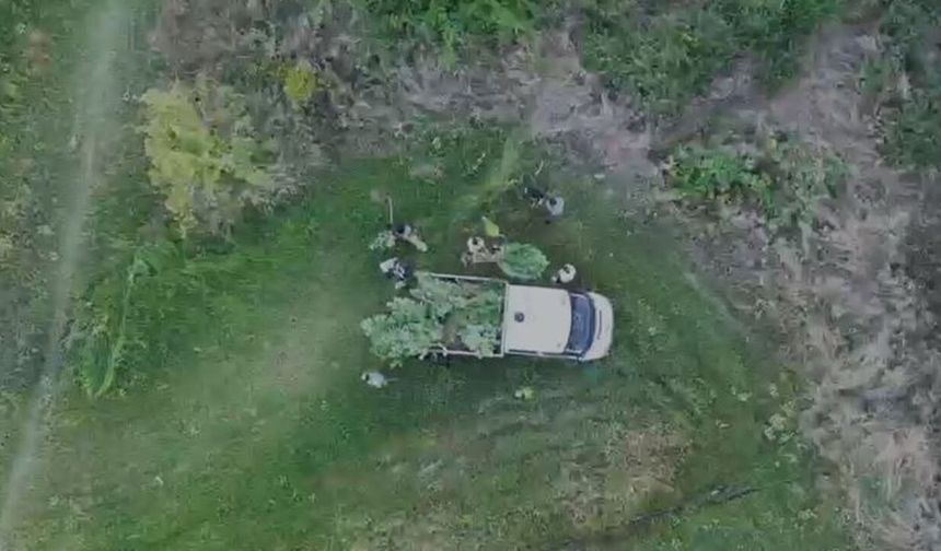 Samsun'da tarladaki sır drone ile çözüldü! 1 gözaltı