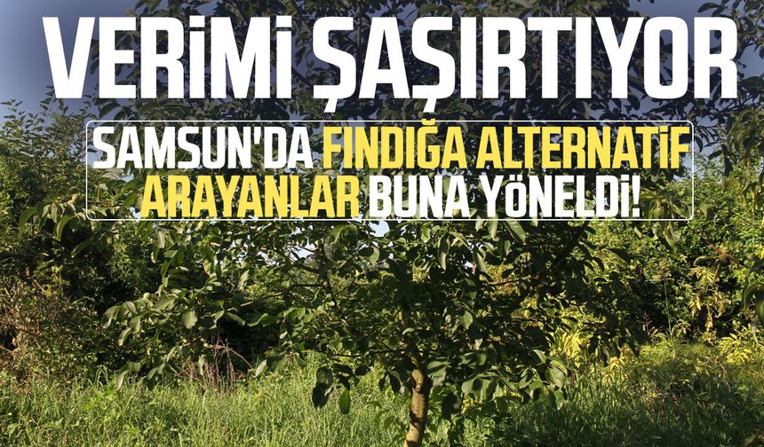 Samsun'da fındığa alternatif arayanlar buna yöneldi! Verimi şaşırtıyor