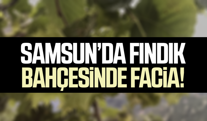Samsun’da fındık bahçesinde facia! Dursun Şahin hayatını kaybetti