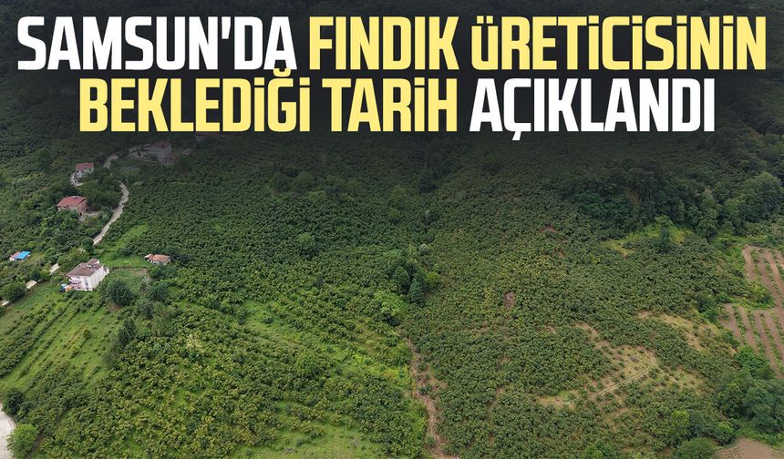 Samsun'da fındık üreticisinin beklediği tarih açıklandı
