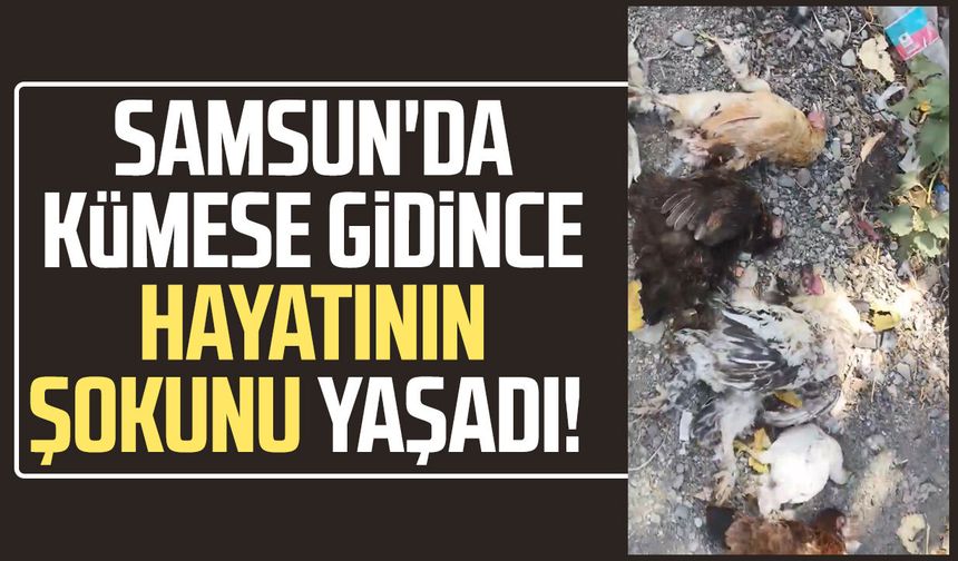 Samsun’da kümese girdiler, 16 tavuğu telef ettiler!