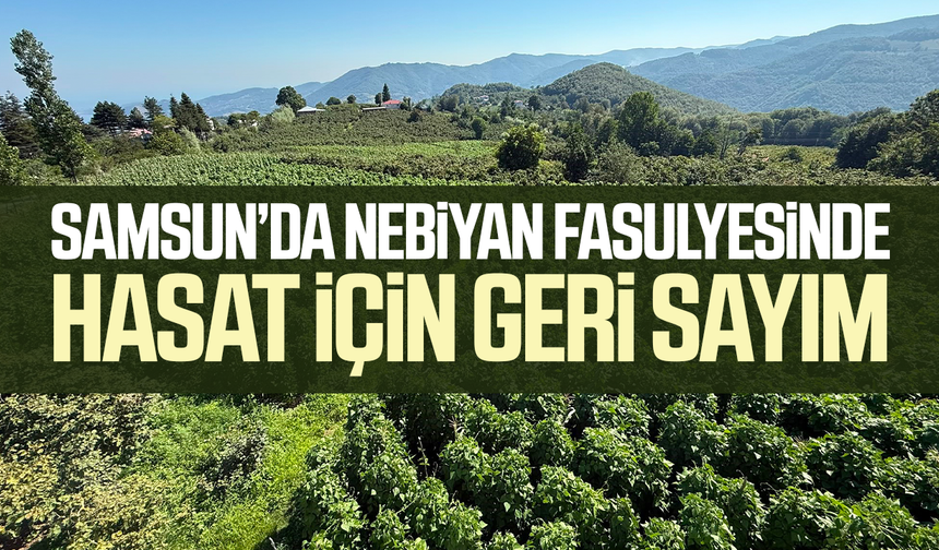 Samsun’da Nebiyan fasulyesinde hasat için geri sayım