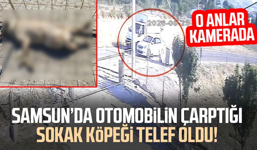Samsun’da otomobilin çarptığı sokak köpeği telef oldu! O anlar kamerada
