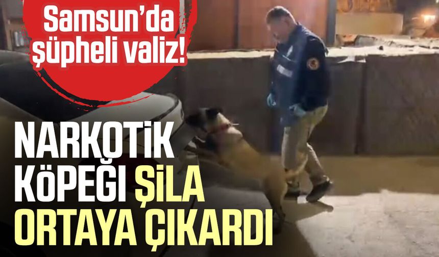 Samsun’da şüpheli valiz! Narkotik köpeği Şila ortaya çıkardı - samsungazetesi.com
