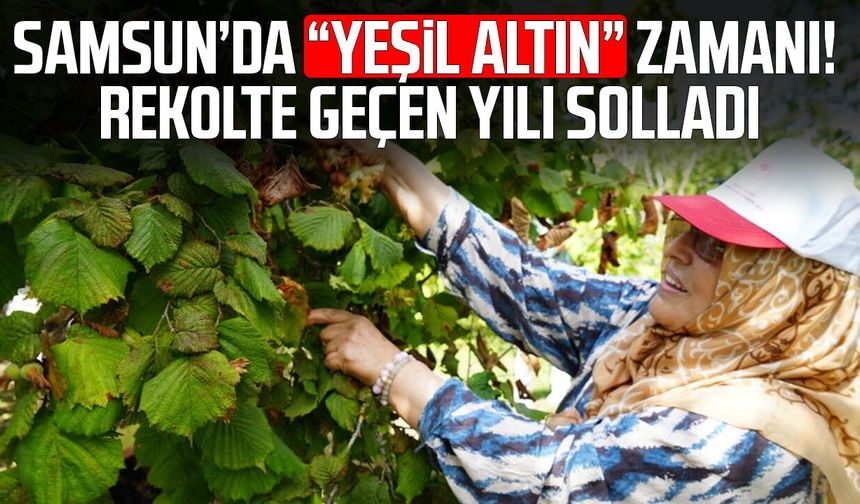 Samsun’da fındık hasadı başladı! Beklenti 115 bin ton