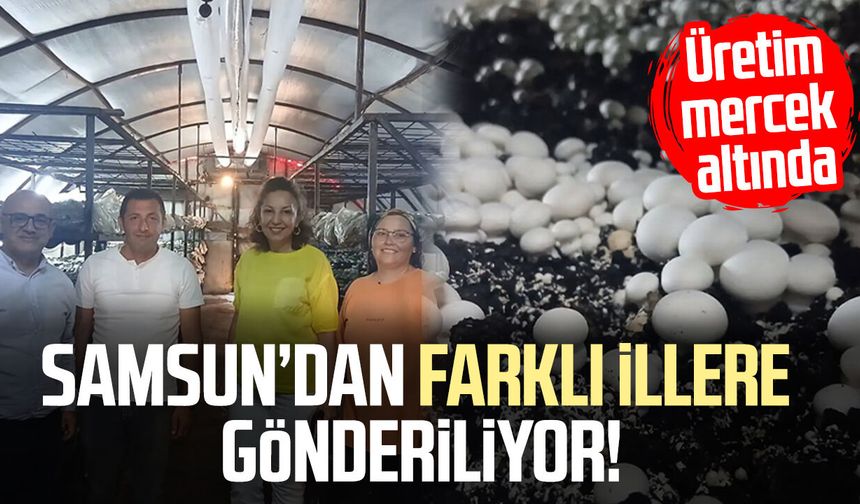 Samsun’da mantar üretimine yakın takip! Ekipler yerinde inceledi