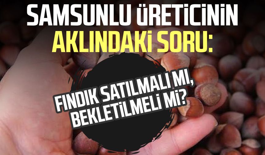 Samsunlu üreticinin aklındaki soru: Fındık satılmalı mı, bekletilmeli mi?