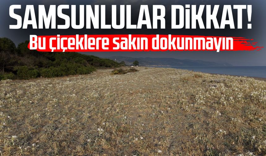 Samsunlular dikkat! Bu çiçeklere sakın dokunmayın