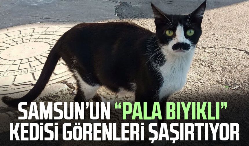 Samsun’un “pala bıyıklı” kedisi görenleri şaşırtıyor