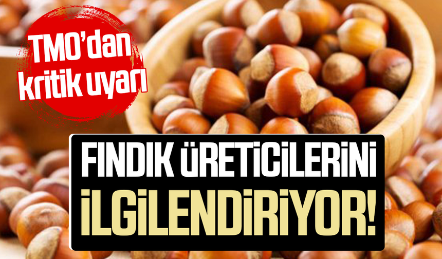 Samsun’da fındık üreticilerini ilgilendiriyor! TMO’dan kritik uyarı