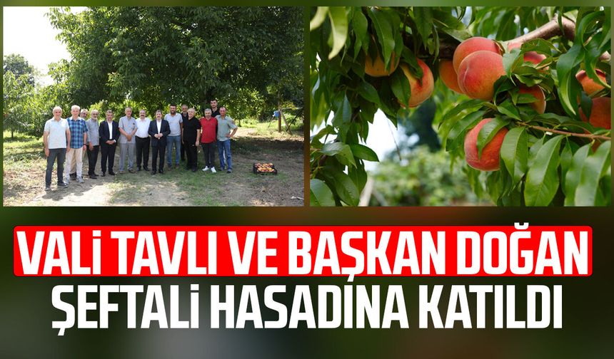 Vali Orhan Tavlı ve Başkan Halit Doğan şeftali hasadına katıldı