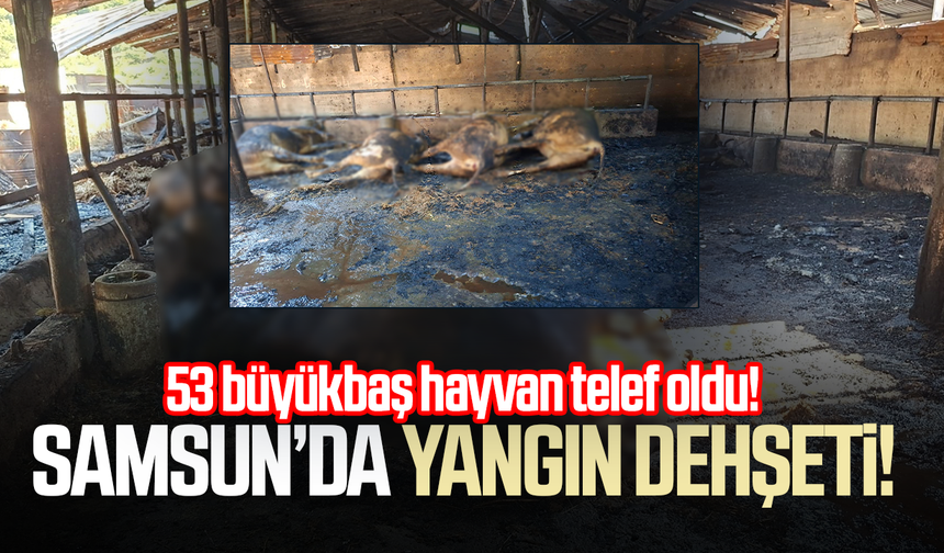 Samsun’da yangın dehşeti! 53 büyükbaş hayvan telef oldu