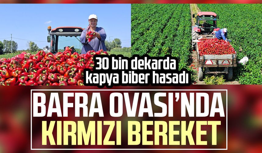 Bafra Ovası’nda kapya biber bereketi