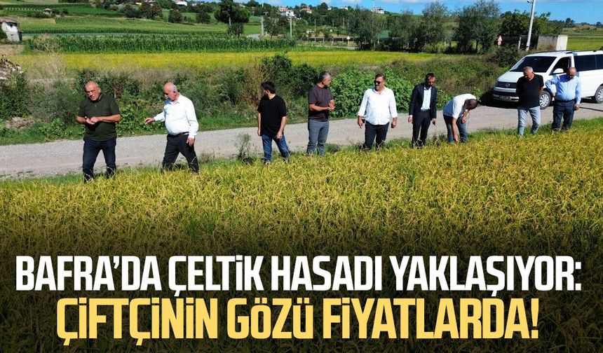Bafra’da çeltik hasadı yaklaşıyor: Çiftçinin gözü fiyatlarda!