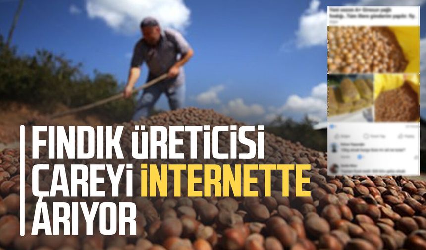 Fındık üreticisi çareyi internette arıyor