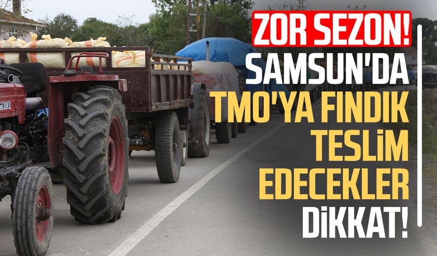 Samsun'da TMO'ya fındık teslim edecek üreticiye kritik uyarı
