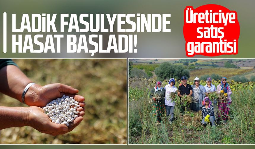 Ladik fasulyesinde hasat başladı! Üreticiye satış garantisi