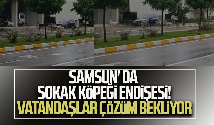 Samsun'da sokak köpeği endişesi! Vatandaşlar çözüm bekliyor