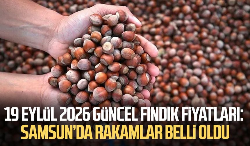 19 Eylül 2026 güncel fındık fiyatları: Samsun’da rakamlar belli oldu