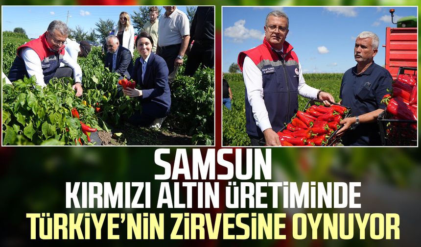 Samsun kırmızı altın üretiminde Türkiye’nin zirvesine oynuyor