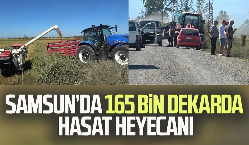 Samsun’da çeltik üreticisi üründen memnun