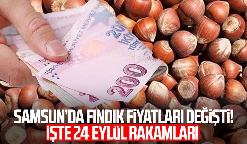 Samsun’da fındık fiyatları değişti! İşte 24 Eylül rakamları