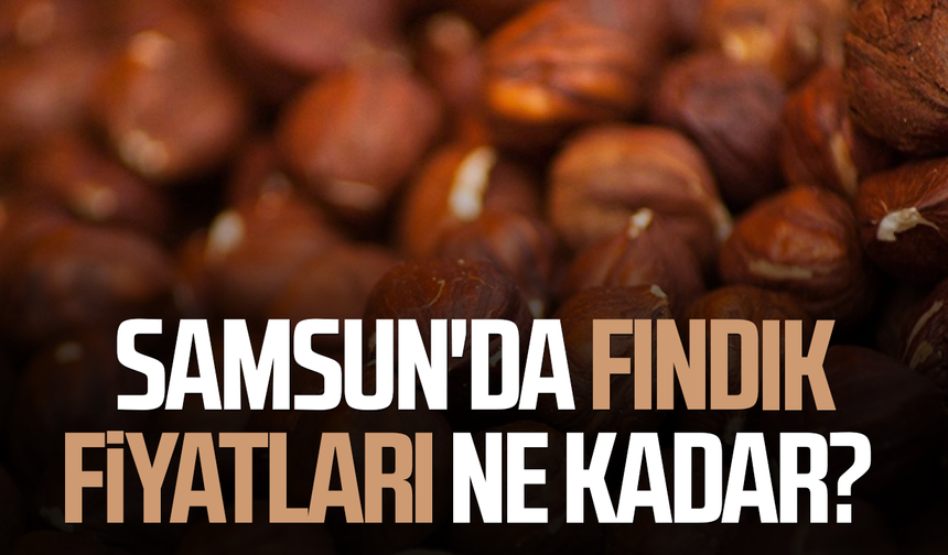 Samsun’da fındık fiyatlarında son durum! 20 Eylül rakamları