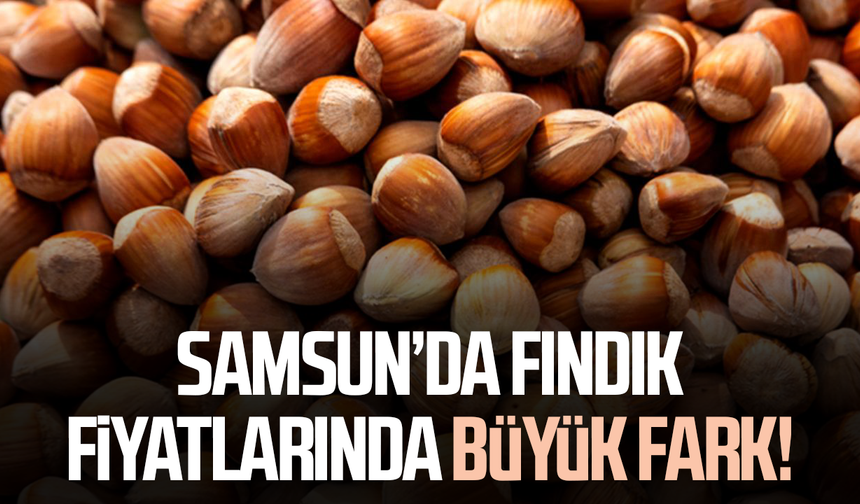 Samsun’da fındık fiyatlarında büyük fark! İşte güncel rakamlar