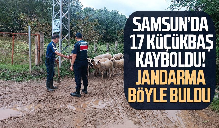 Samsun’da 17 küçükbaş kayboldu! Jandarma böyle buldu