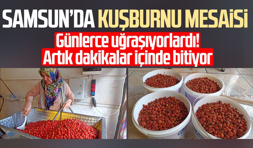 Samsun’da kuşburnu mesaisi! Günler süren işlem dakikalara indi