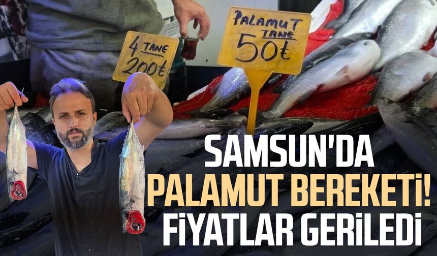 Samsun'da palamut bereketi! Fiyatı 50 TL'ye kadar geriledi