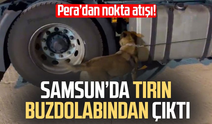 Samsun’da tırın buzdolabından yasaklı madde çıktı
