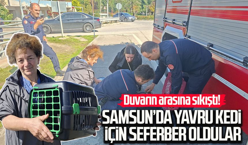 Samsun’da yavru kedi için seferber oldular