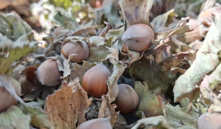 Fındık ihracatında büyük kayıp! Rakamlar yarı yarıya geriledi