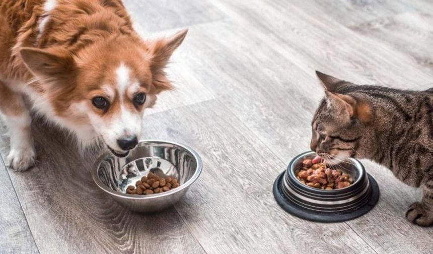 KEDİ VE KÖPEK MAMASI ALIMI