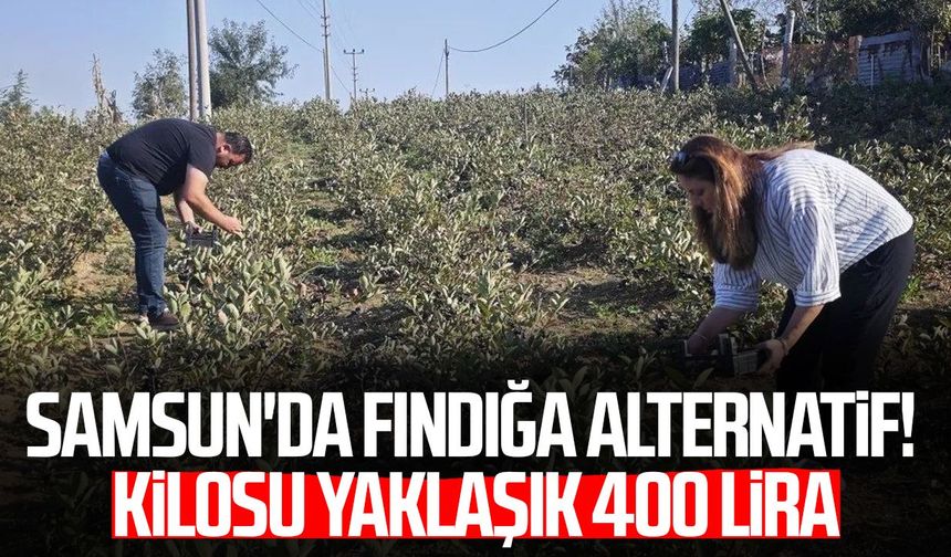 Samsun'da fındığa alternatif! Kilosu yaklaşık 400 lira