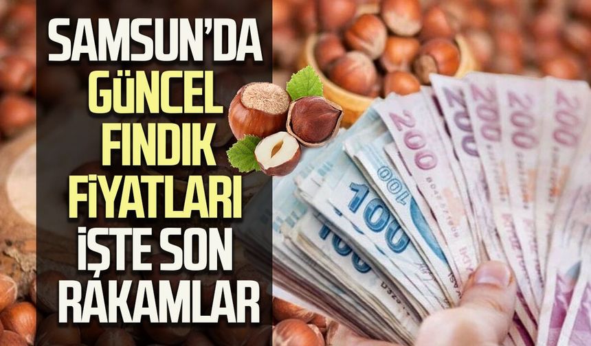 Samsun’da fındık fiyatları değişti! İşte son rakamlar