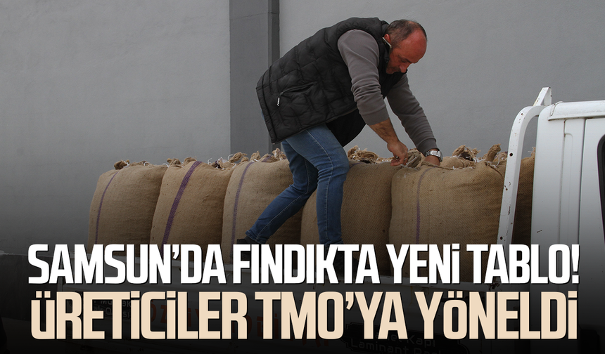 Samsun’da fındıkta yeni tablo! Üreticiler TMO’ya yöneldi