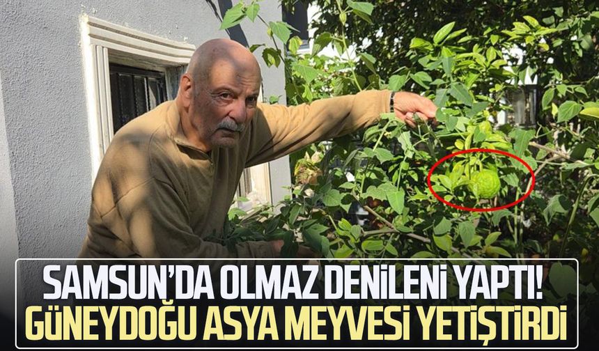 Samsun’da olmaz denileni yaptı! Güneydoğu Asya meyvesi yetiştirdi