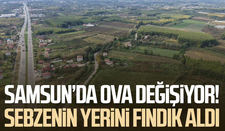 Samsun’da ova değişiyor! Sebzenin yerini fındık aldı
