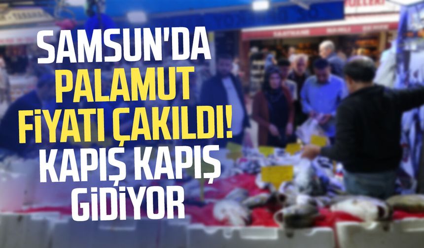 Samsun'da palamut fiyatı çakıldı! Kapış kapış gidiyor