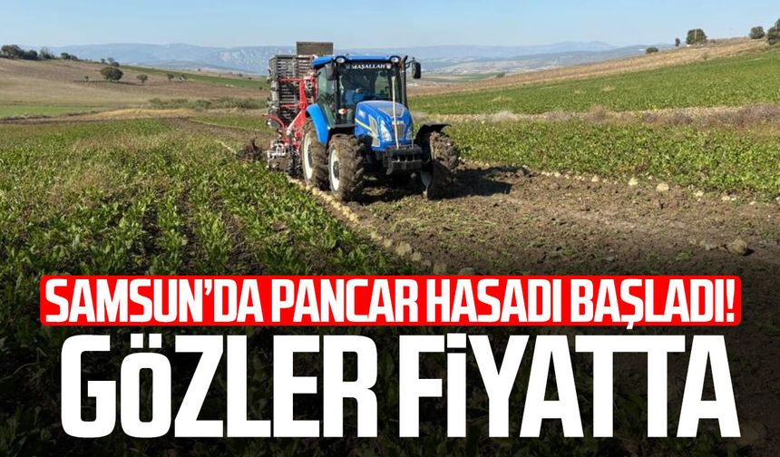 Samsun’da pancar hasadı başladı! Gözler fiyatta