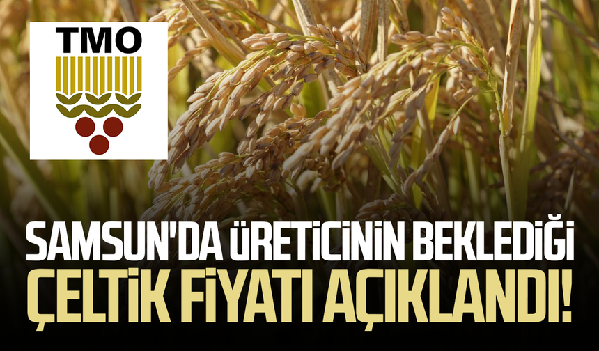 Samsun'da üreticinin beklediği çeltik fiyatı açıklandı!
