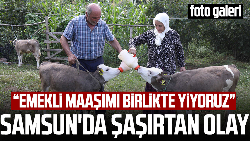 Samsun'un Ayvacık ilçesi Tepealtı Mahallesi'nde çiftçilik yapan Mehmet ve Bakiye Çentek'in, günlük süt ihtiyacı için beslediği tek ineği "Alakız" 3,5 ay önce üçüz doğurdu. Yavrulara "Çıtlak", "Pamuk" ve "Boncuk" adını veren Çentek çifti, biberonla besledikleri buzağılarına bebek gibi bakıyor.