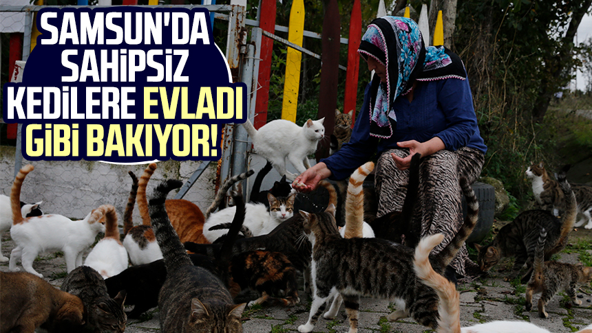 Samsun'un Tekkeköy ilçesinde yaşayan 55 yaşındaki Ayşe Yalçınkaya, evinin bahçesinde yaklaşık 100 kediye bakıyor.
