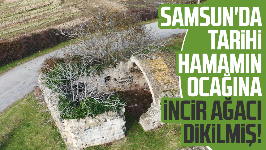 Samsun'un 19 Mayıs ilçesinde ovanın ortasında bulunan tarihi hamamın ocağına incir ağacı dikilmiş.