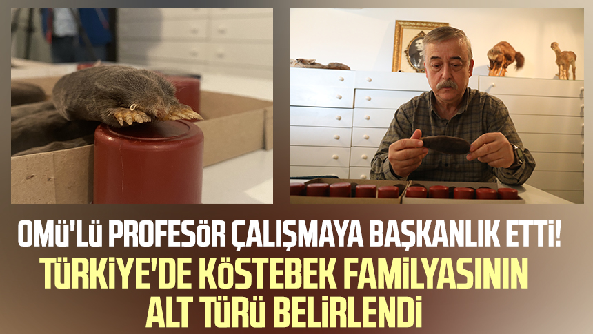 Ondokuz Mayıs Üniversitesi (OMÜ) Fen Fakültesi Biyoloji Bölümü Öğretim Üyesi Prof. Dr. Haluk Kefelioğlu başkanlığında iki Alman ve bir Slovenyalı araştırmacının yaptığı çalışma sonucu Türkiye'de köstebek familyasının alt türü tespit edildi.
