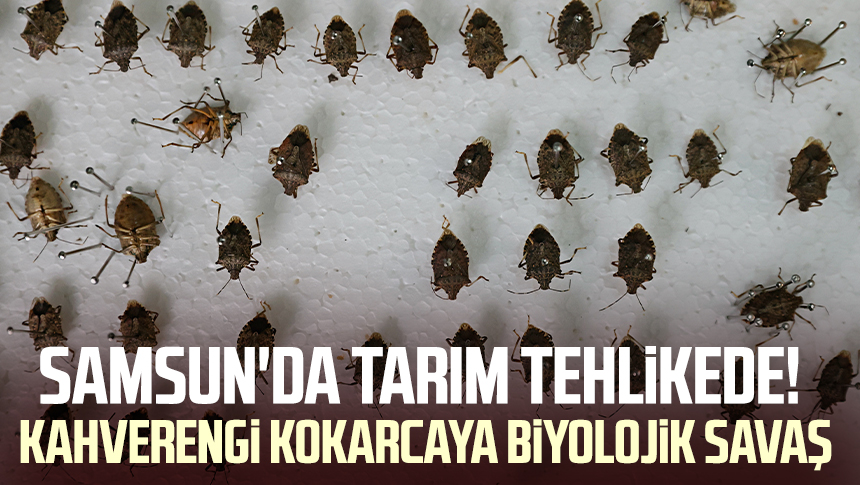 Samsun'da tarım tehlikede! Kahverengi kokarcaya biyolojik savaş