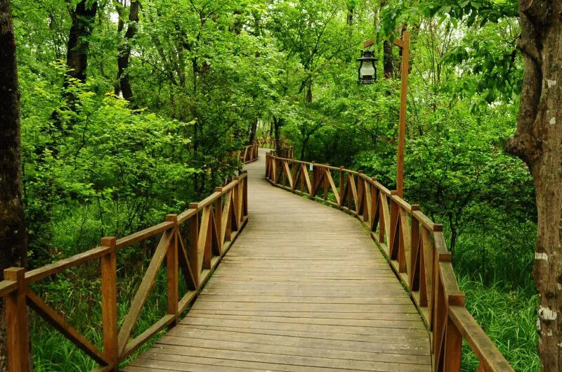 Cakirlar Korusu 3Jlb-1