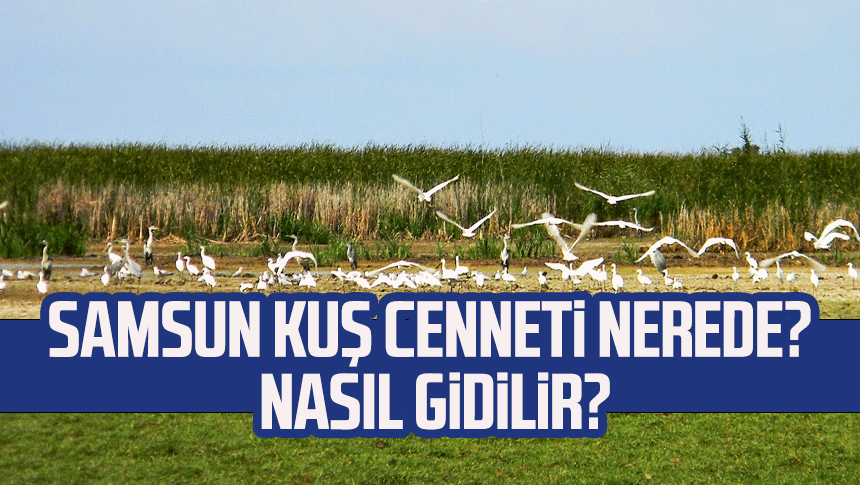 Samsun Kuş Cenneti nerede? Nasıl gidilir?